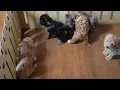 Miniature Poodle Puppies For Sale