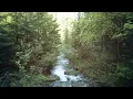 Download Lagu Mree - Into the Woods (Official Video)