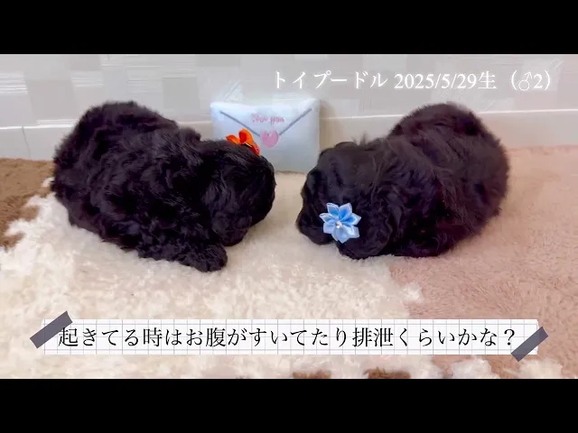 動画