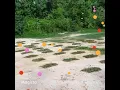Download Lagu Peojek untuk dicuba ..tanam rumput cowgrass di kebun