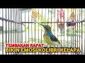Lagu kolibri kelapa | manggar | untuk menaikan emosi korlap dengan pancingan suara ini agar cepat gacor