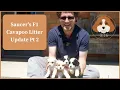 Saucer s F1 Cavapoo Litter Update Pt 2