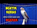 Lagu Suara Burung Lovebird Ngekek Panjang Ini COCOK Naikkan Emosi, Jadikan lovebird apapun Nyaut Fighter