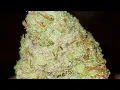 CHERRY PUNCH STRAIN