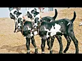 Lagu Saval Bakra Mandi ki update