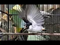 Download Lagu KUTILANG GARUDA DAN MUNTAHIN SUARA GACORNYA . BUKTIKAN SEGERA ...!!!