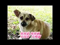 何春蘭未