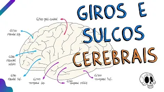 Giros e sulcos cerebrais
