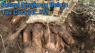 Download cara tanam SINGKONG TERBARU..🇮🇩  Recomendasi Buat Petani Singkong Indonesia MP3