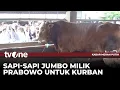 Download Lagu Gubernur Jatim Tengok Sapi Kurban Milik Presiden Prabowo di Ngawi | Kabar Merah Putih tvOne