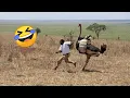 Download Lagu TRY NOT TO LAUGH 😆 Best Funny Videos Compilation 😂😁😆 Memes PART 244