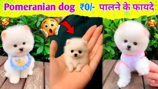 Pomeranian dog पालने के बड़े फायदे | Pomeranian puppies price in India | cute puppy market video