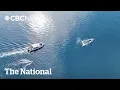 Download Lagu Humpback whale freed after 2 weeks entangled in fishing gear