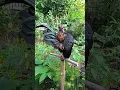 Download Lagu Kokok ayam Serama dipagi hari