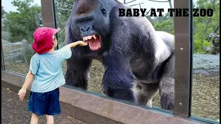 try not to laugh funny babies at the zoo laugh trigger