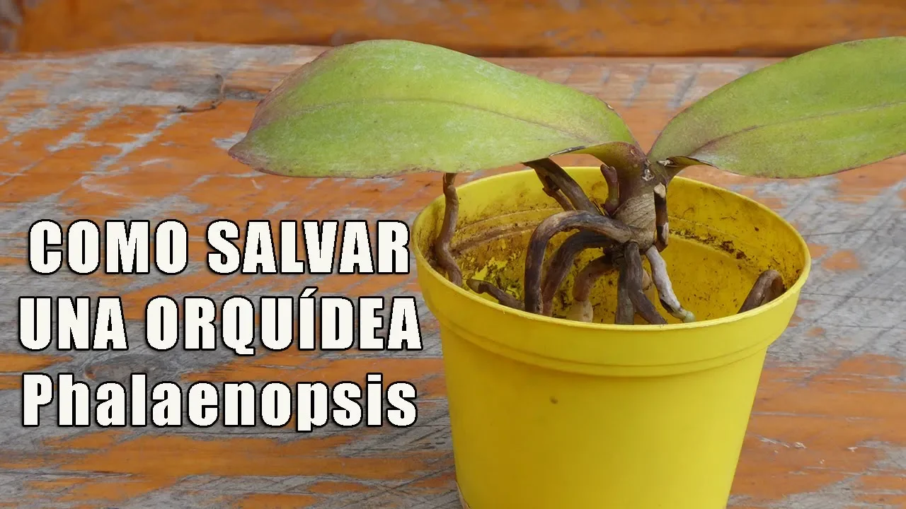 COMO SALVAR UNA ORQUIDEA PHALAENOPSIS ORQUIPLANET