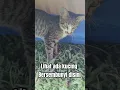 Download Lagu Wah ada kucing lucunya #cat #cute #funny #catlover #cutecat #gemoycats #gemooy #gemoi #animals