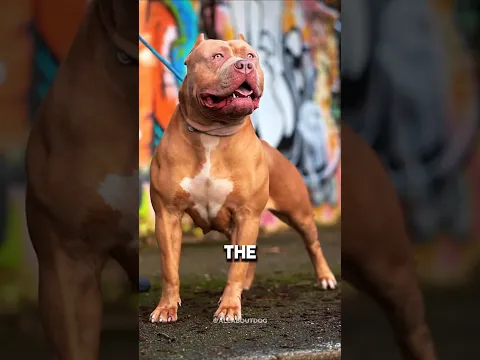 🦁 Can 5 Pit Bulls Defeat a Starving Lion? 😱 #shorts