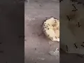 Download Lagu Feeding my ants some banana 🍌🐜