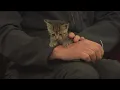 Friday Pets 10-18-24