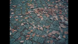                                              تيسلا مروان موسي دندنها