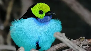 Download 10 Most Beautiful Tanager Birds In The World MP3