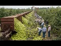 Download Lagu Unbelievable Harvest 2025 — Millions of Tons of Fruits \u0026 Vegetables Collected with Modern Machines