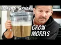 Morel Milkshake Slurry How to Grow Morel Mushrooms at Home
