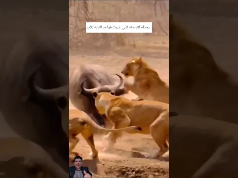 ​اللحظة الفاصلة التيغيرت قواعد الغابة للأبد #shorts
