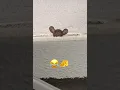 raton no tienes un pedacito de queso