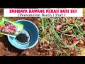 Download Lagu TUTORIAL TANI ‼️MENANAM BAWANG MERAH DARI BIJI TSS  DI LAHAN  ( PERSEMAIAN BIJI )  PART 1