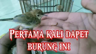 Download Mikat Pertama dapet burung Cici padi MP3