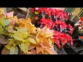 1 Rainbow and Red Poinsettias in the Floral Department at Wegmans on East Avenue in Rochester New