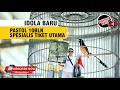 Download Lagu EDAAN‼️Murai Batu Sultan Pastol 10bln Spesialis Tiket Utama MUNTAH KORAL - Mr.Bagus TMG