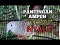 Lagu PERKUTUT LOKAL GACOR mbekur Ngerot memancing EMOSI jadi NYAUT BUNYI ikut MANGGUNG NGGAYER 