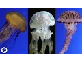 Are Jellyfish the Weirdest Animals In the Ocean