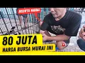 Lagu 80 JUTA HARGANYA ‼️ KELAS BURSA MURAI Kopdar Prasasti