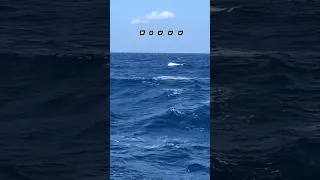 We Nearly Hit a Whale!!