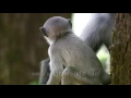 Tree climber: Grey Langur from the Himalayas