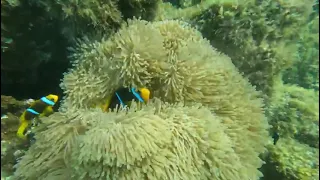 Finding Nemo