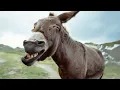 Funniest DONKEY Videos To Make You LAUGH! FUNNY ANIMALS 2025