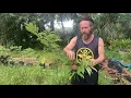 Harvesting Tasting a Red Sugar Apple Annona Squamosa From a Small Seedling Grown in a Container