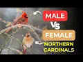 Female Vs Male Northern Cardinal 6 Differences
