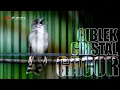 Download Lagu Ciblek Kristal gacor ngebren nembak - nembak_ masteran wajib semua burung kicau