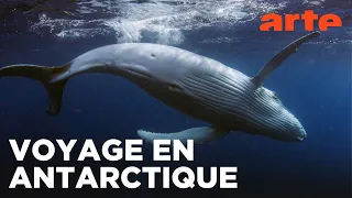 L'odyssée des baleines à bosse | ARTE Family