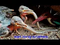 Download Lagu KELAPARAN ‼️ ANAK KINGFISHER MENDAPATKAN ULAR PANJANG BERSAMAAN 