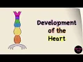 Development of the Heart | The Heart Tube | Part 1/3 | Cardiac Looping | Cardiovascular Embryology