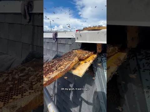 You’ve never seen a bee extraction like this before…