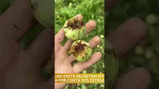 Municípios do Oeste decretam situação de emergência após estragos provocados pelo granizo #scnoar