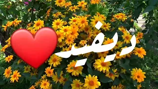 أغنية أسم ديفيد ديفيد  أغنية أسم ديفيد ديفيد